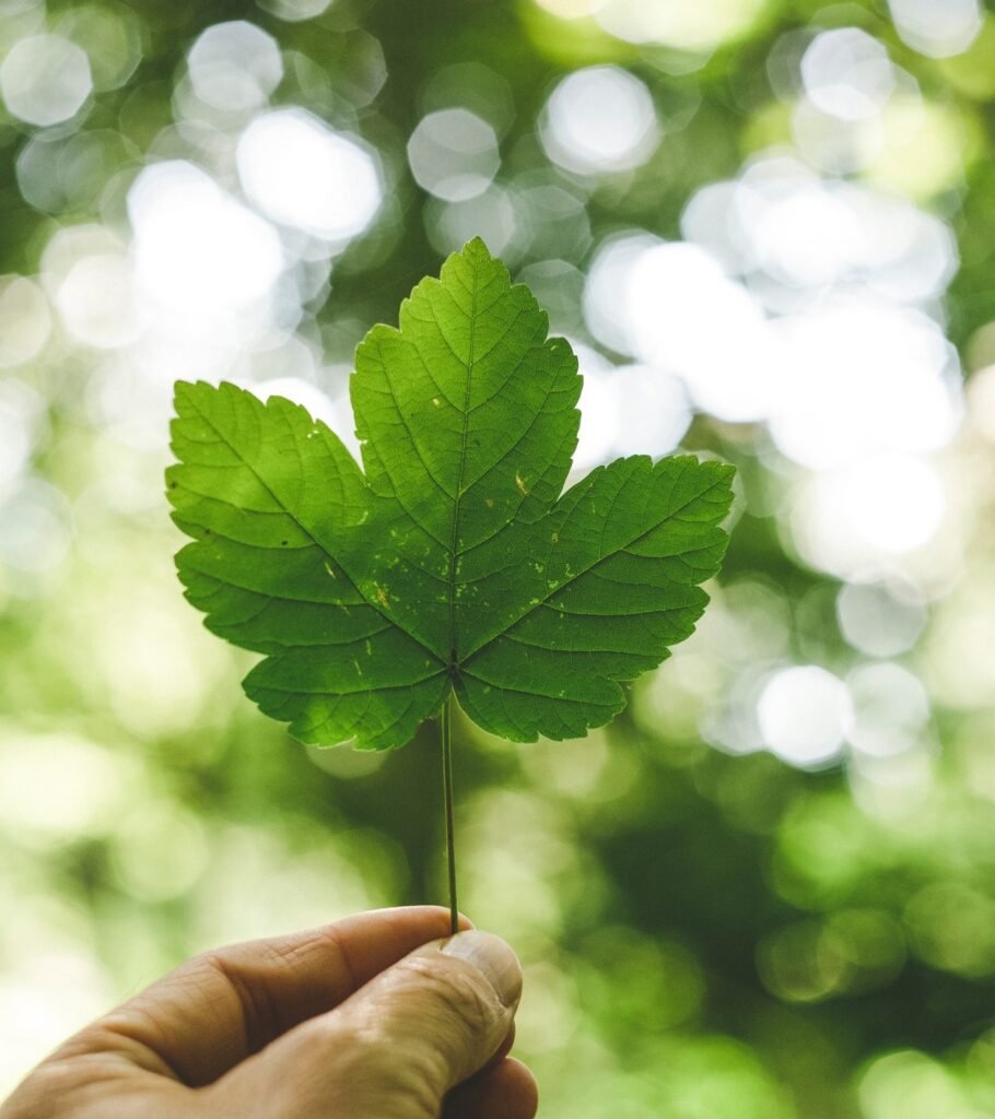 hand holding green leave